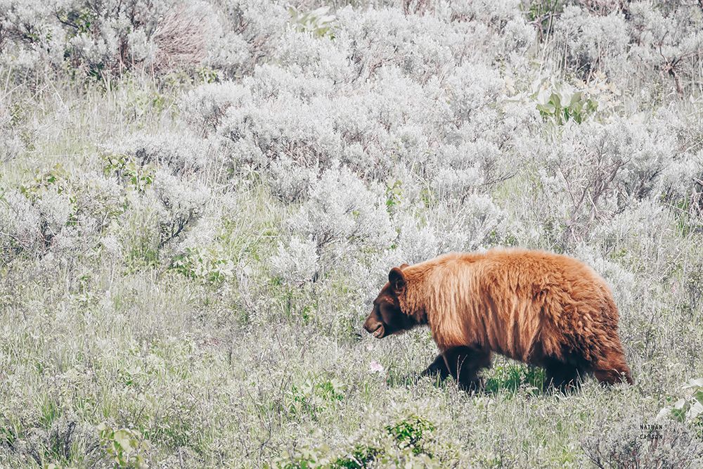 Bear in Sage