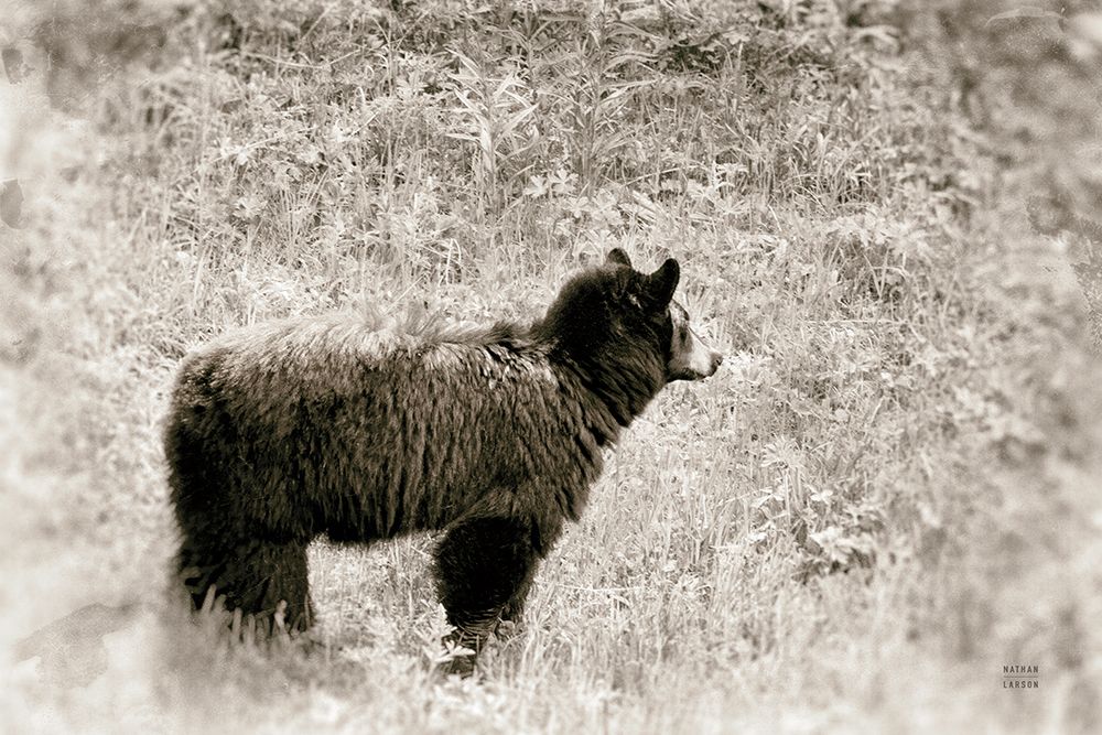 Yellowstone Black Bear