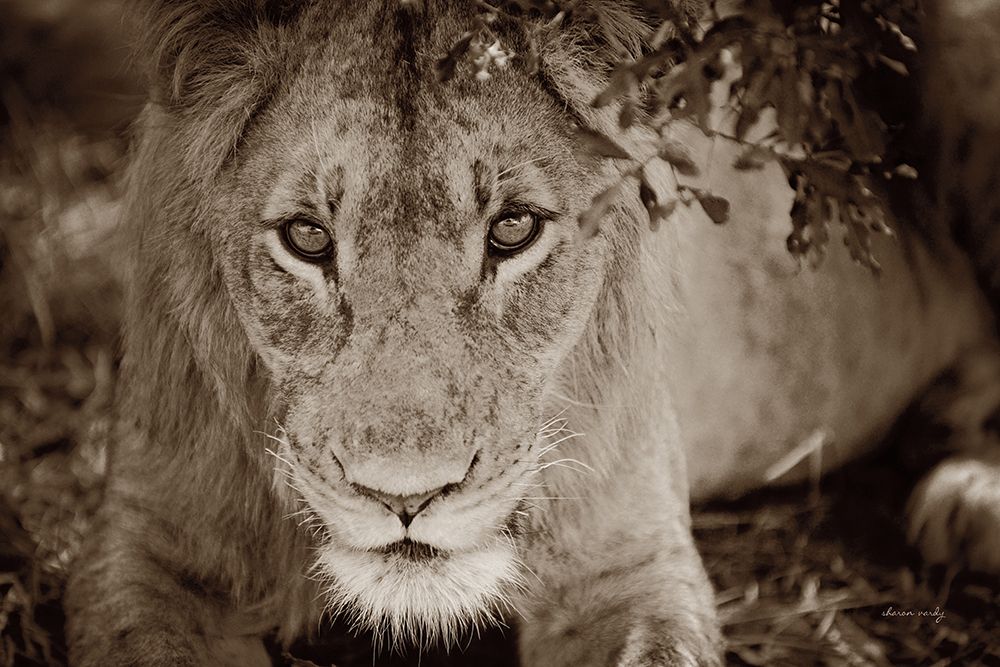 Lion Stare