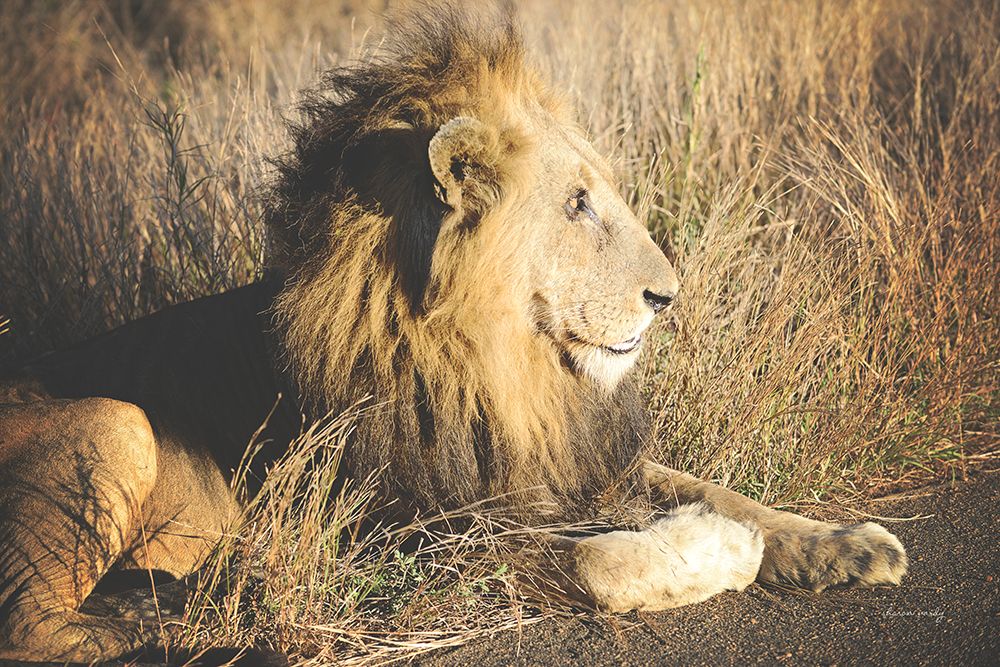 Golden Old Lion