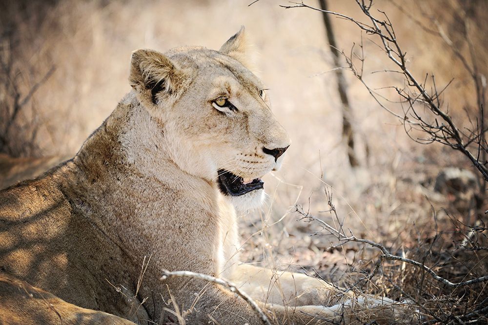 Lioness