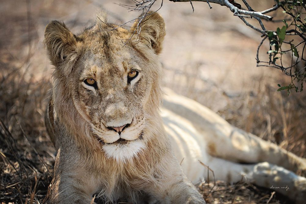 Lion Gaze