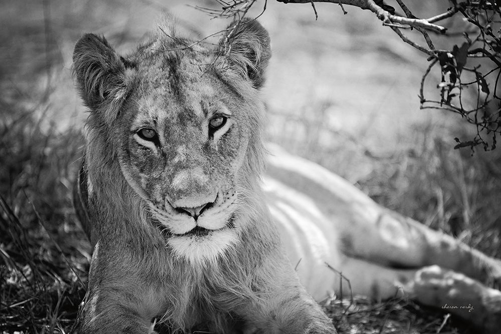 Lion Gaze BW