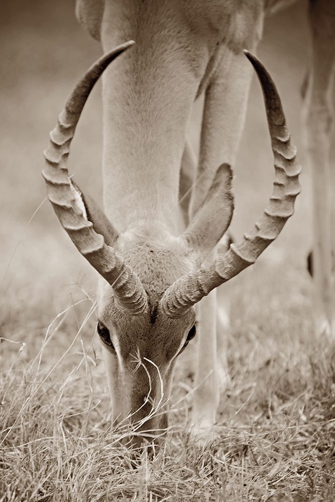 Impala Horns