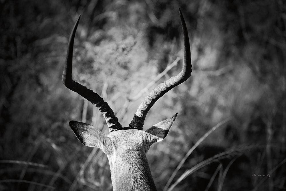 Impala Ram Horns