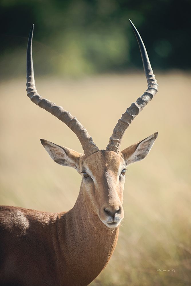 Impala Ram I