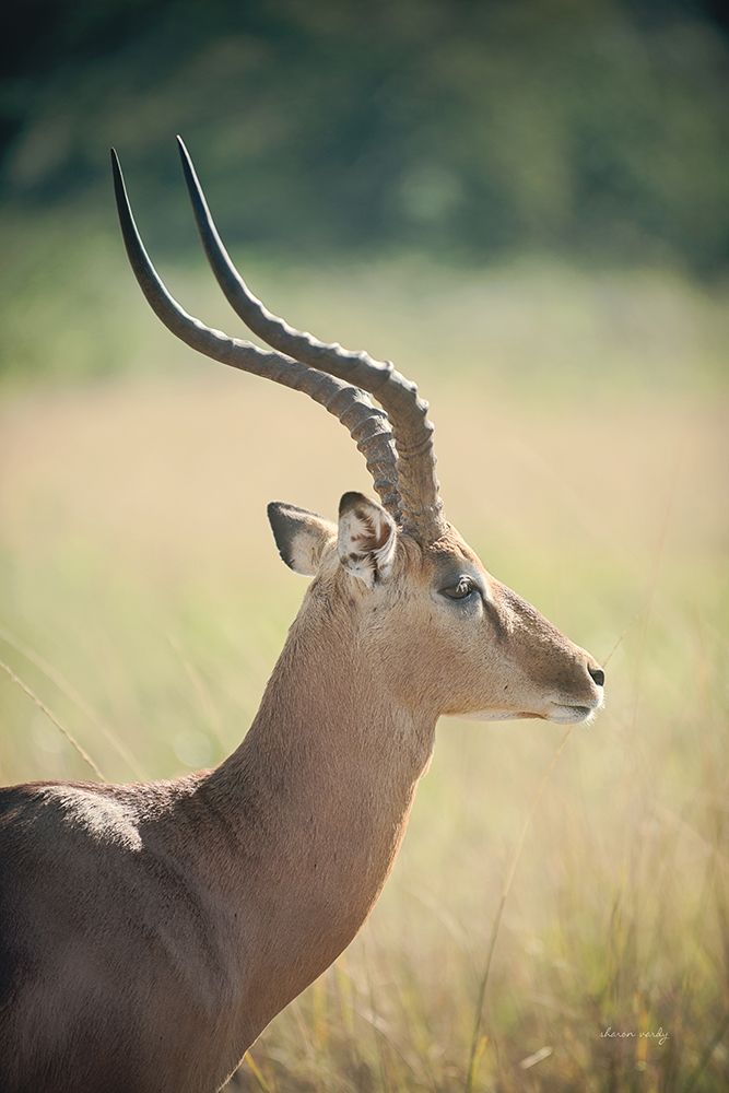 Impala Ram II
