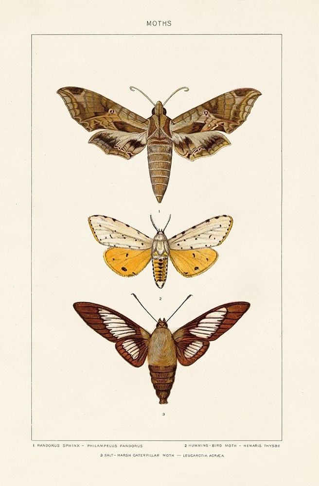 Vintage Moths I