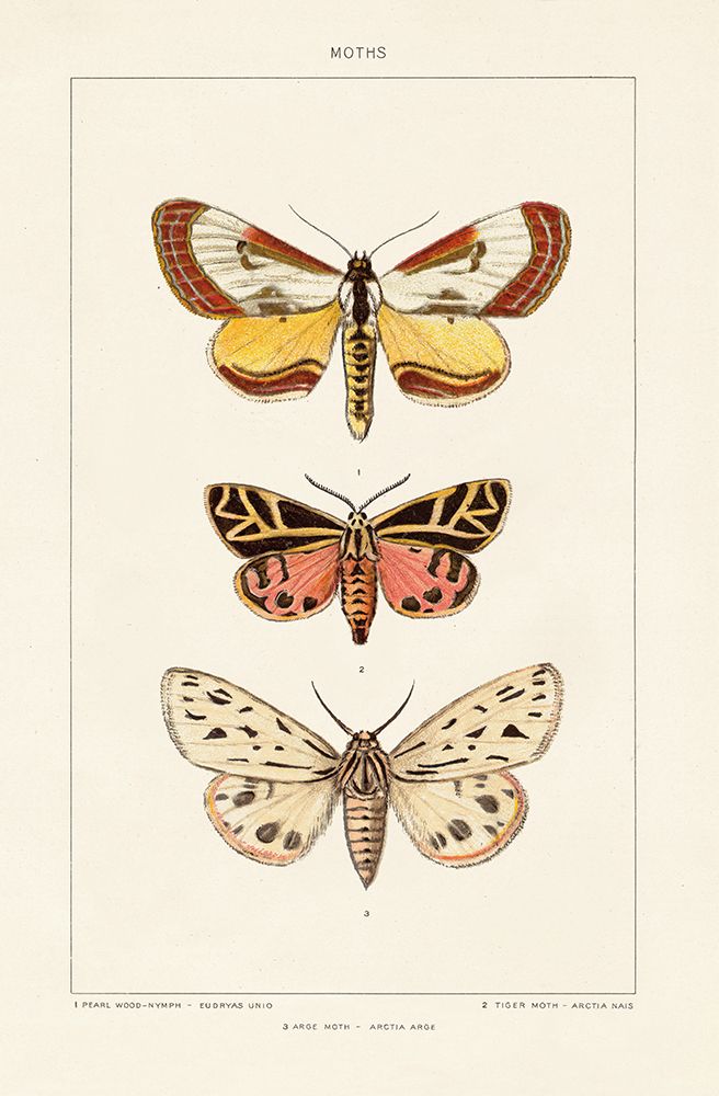 Vintage Moths II
