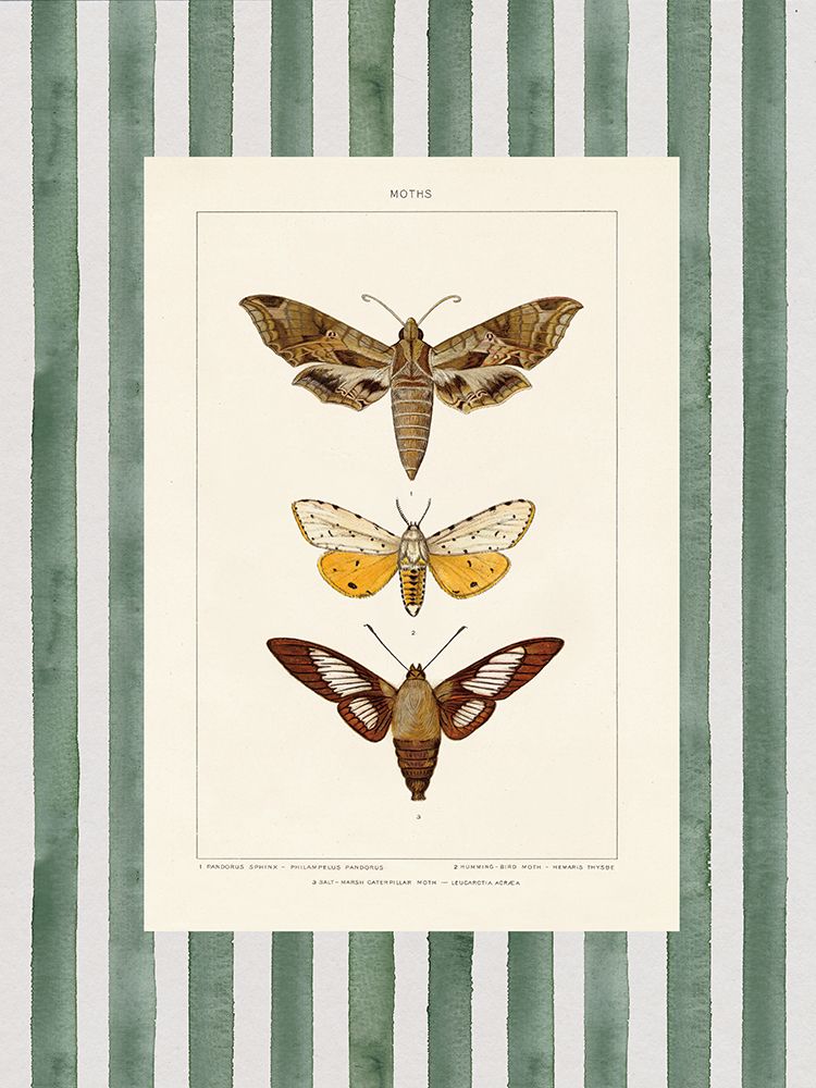 Vintage Moths Stripe I
