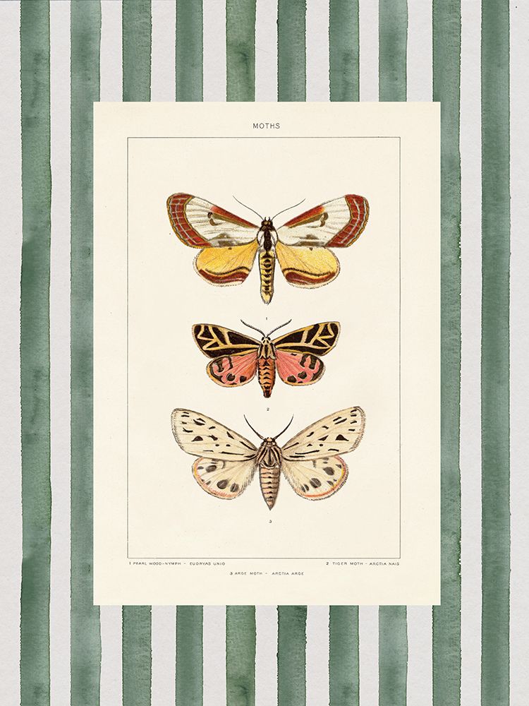 Vintage Moths Stripe II