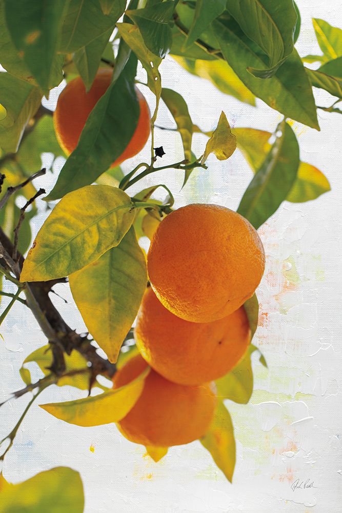 Oranges I