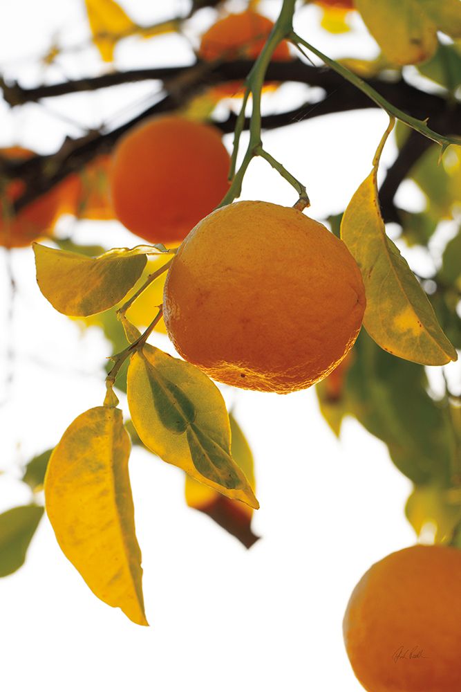 Oranges II
