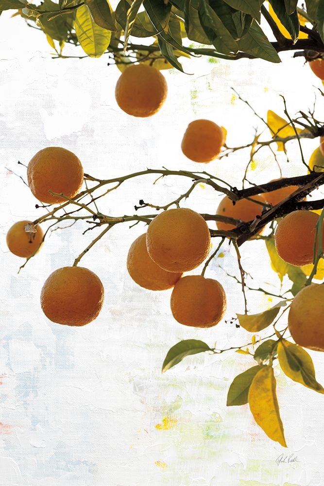 Oranges IV