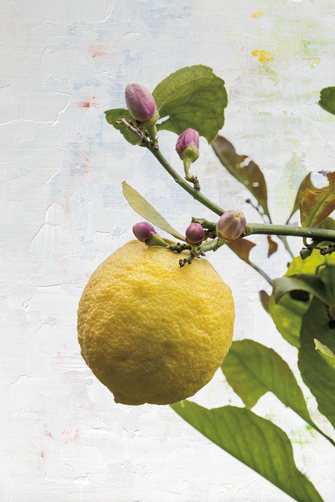 Single Lemon