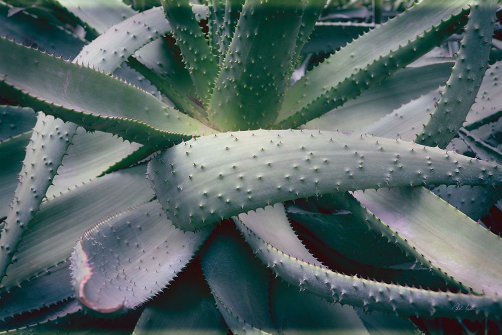 Succulent I