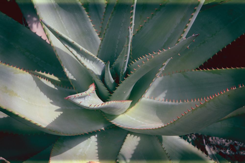Succulent II