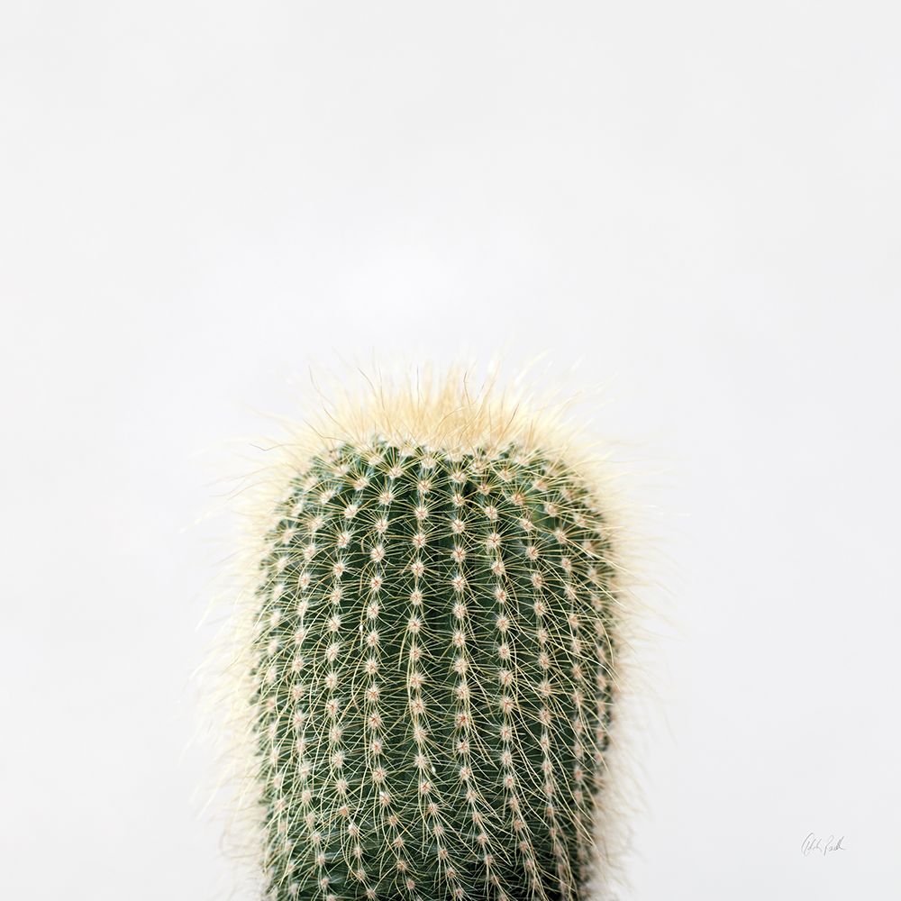 Desert Treasures I