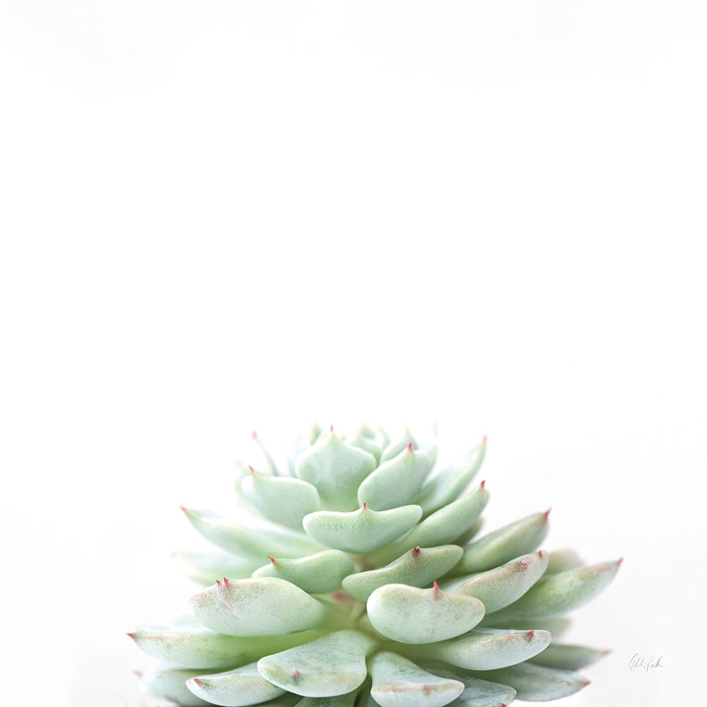 Desert Treasures II