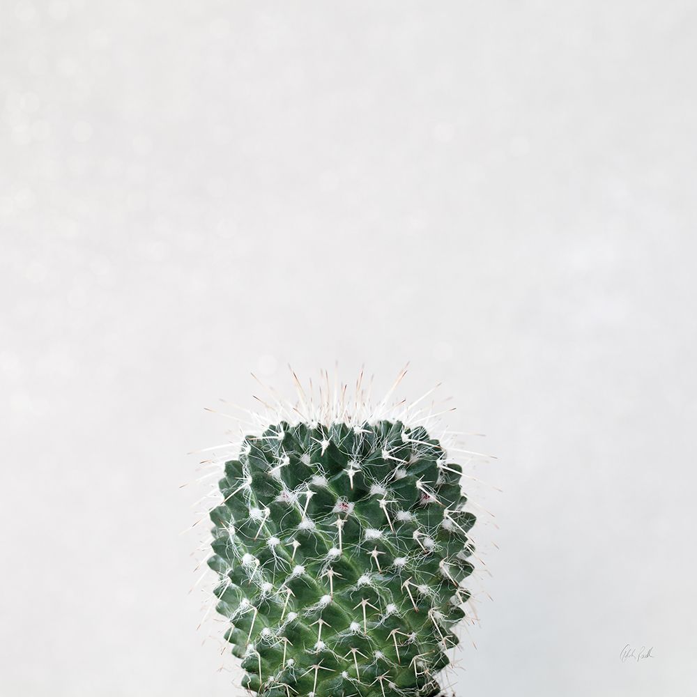 Desert Treasures IV