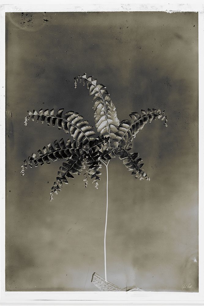 Glass Plate Botanical I