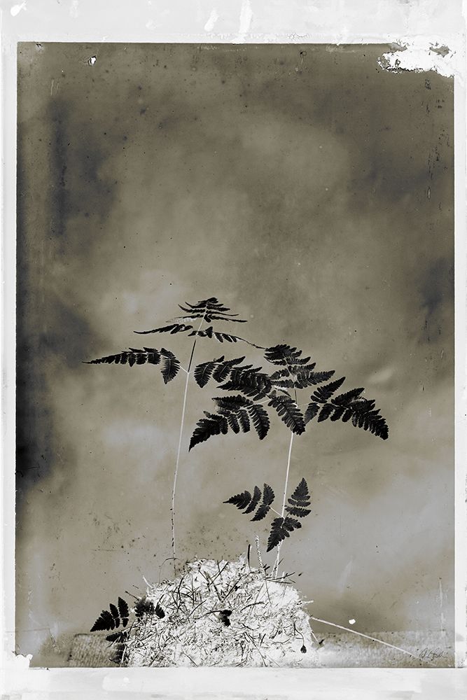 Glass Plate Botanical II