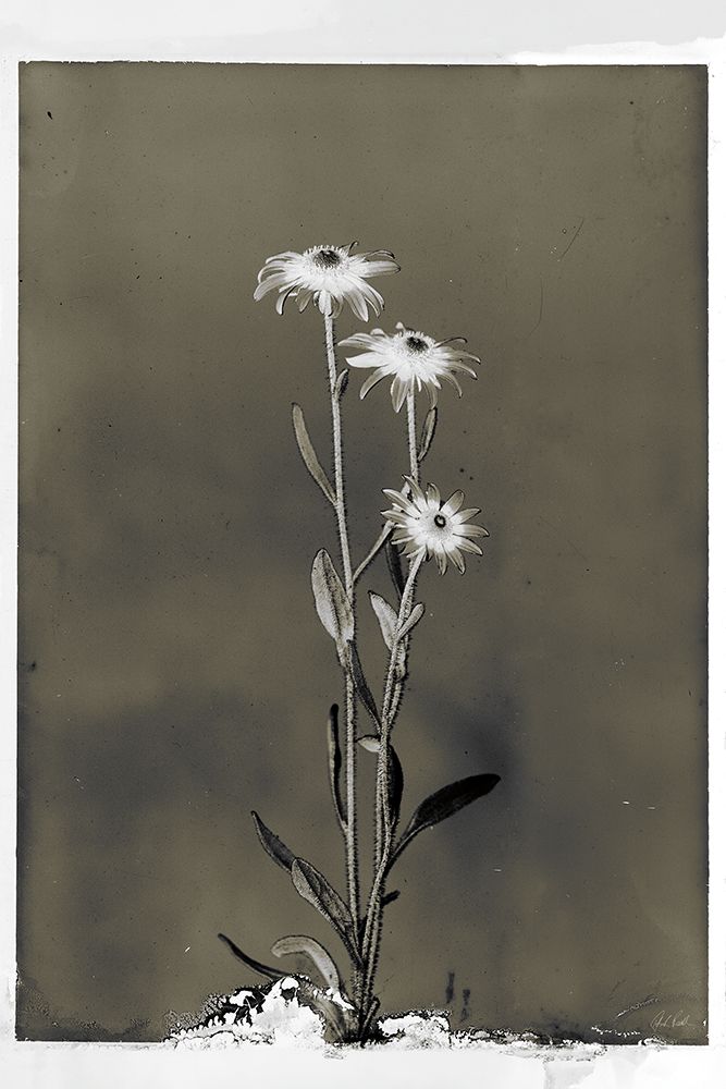 Glass Plate Botanical III