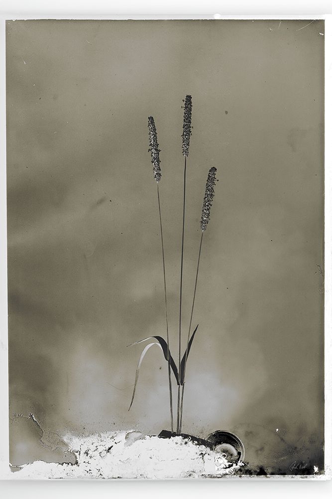 Glass Plate Botanical IV