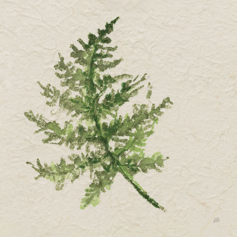 Kozo Fern I