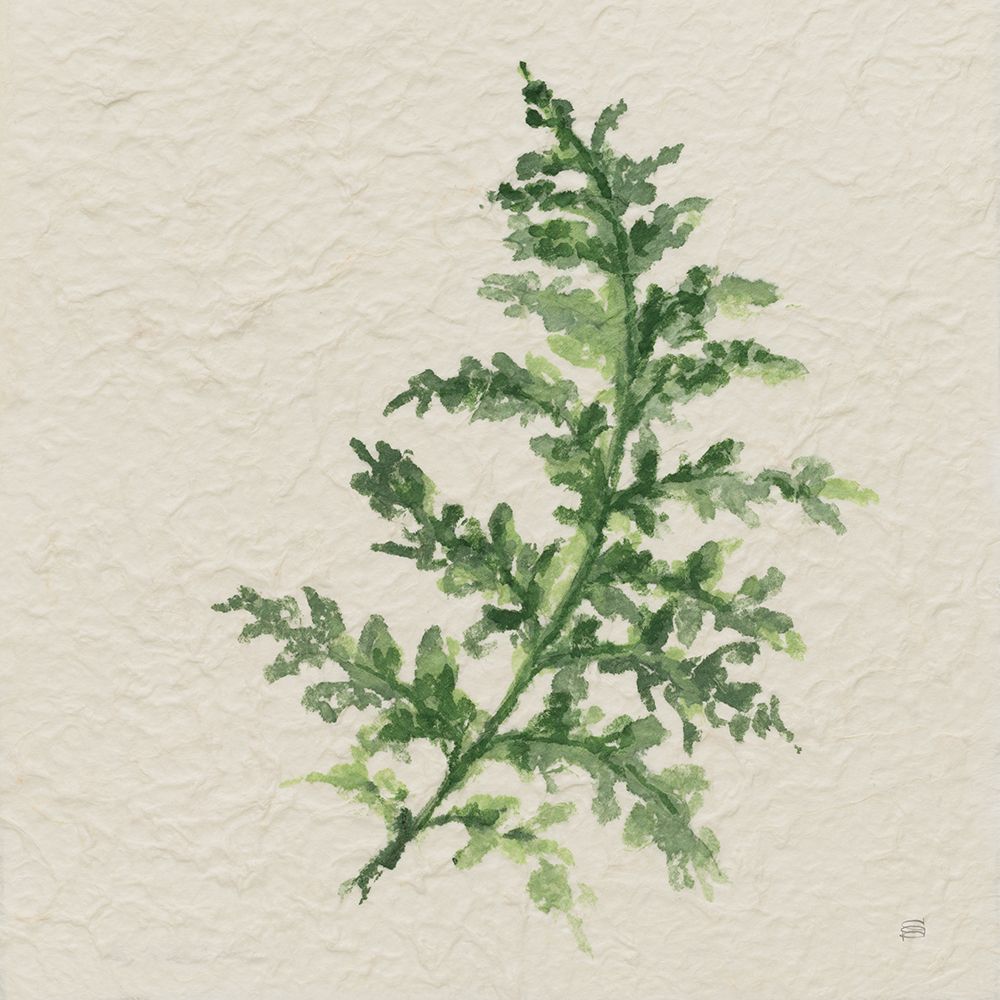Kozo Fern II