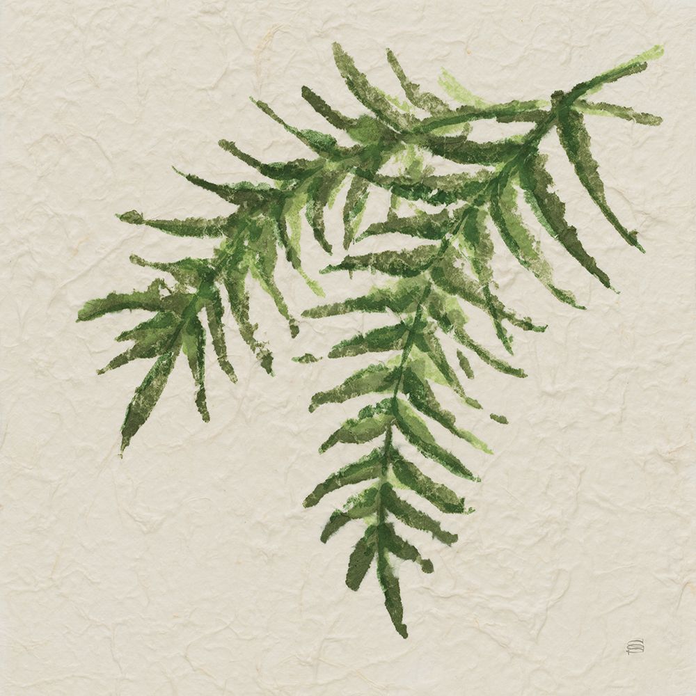 Kozo Fern VI