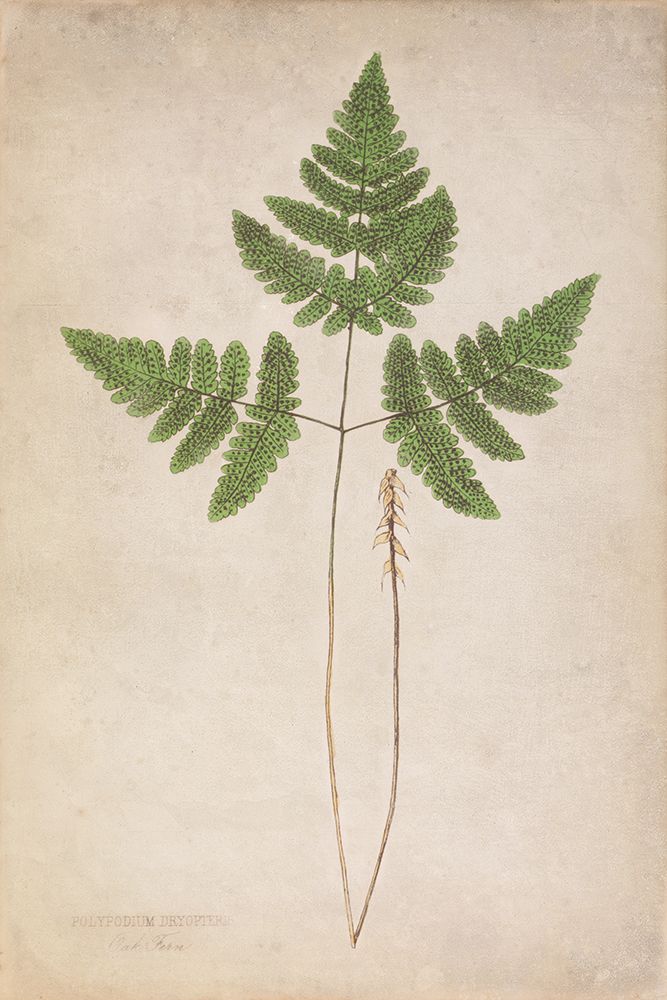 Forest Fern II