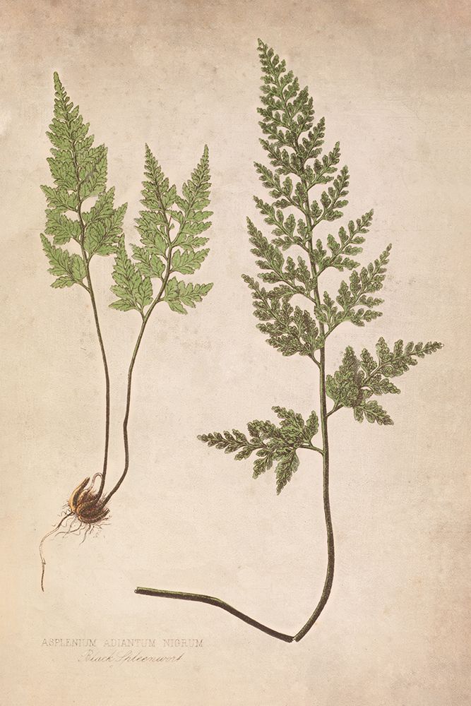 Forest Fern III