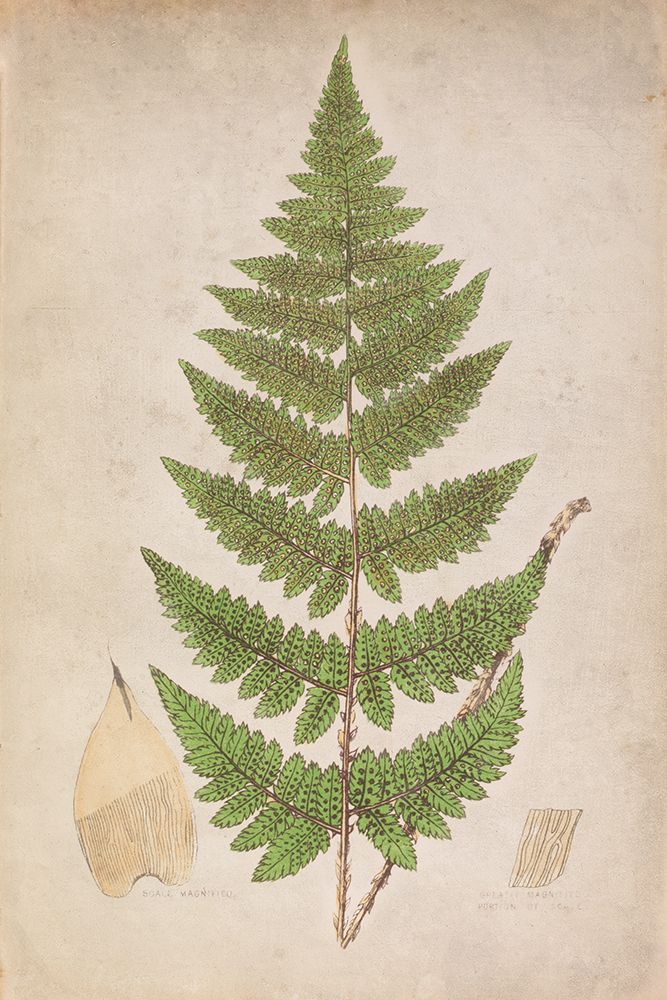 Forest Fern IV