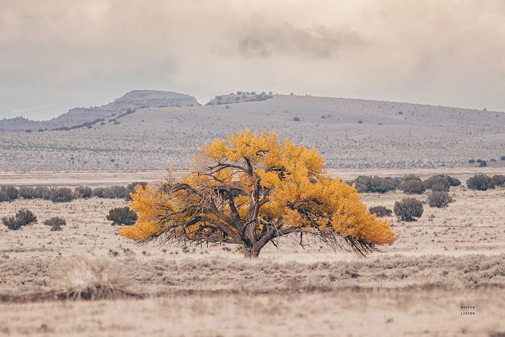 Tree of Life