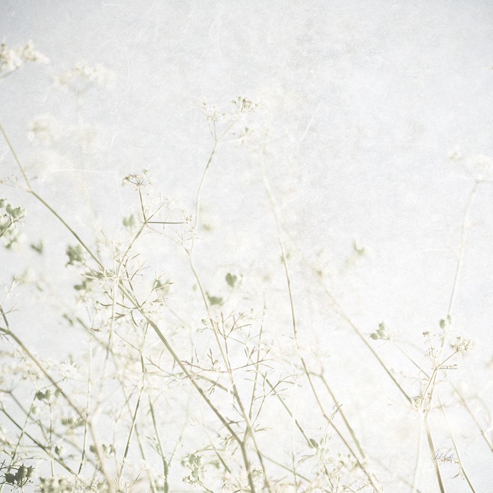 Soft Wild Grass