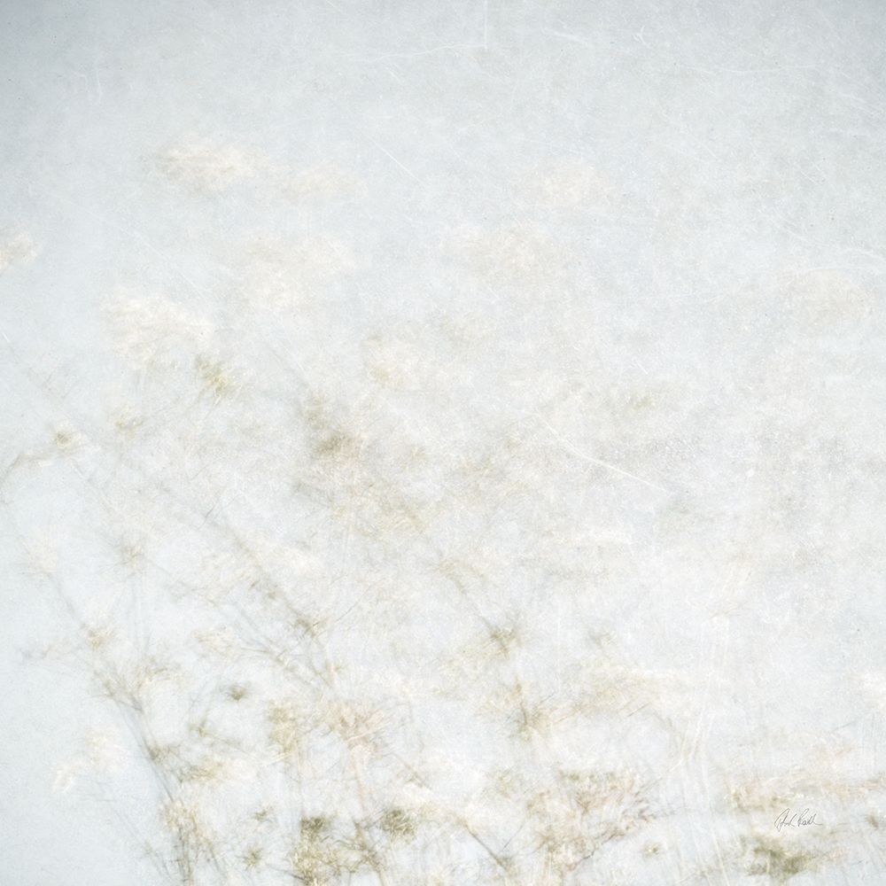 Wild Grass Impressions