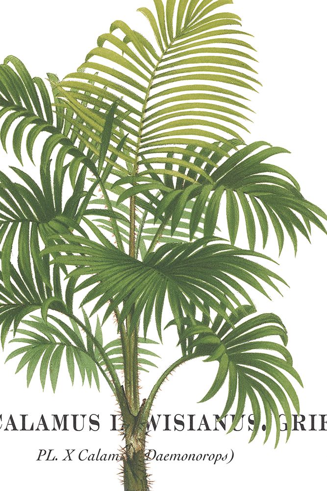 Riviera Palms I