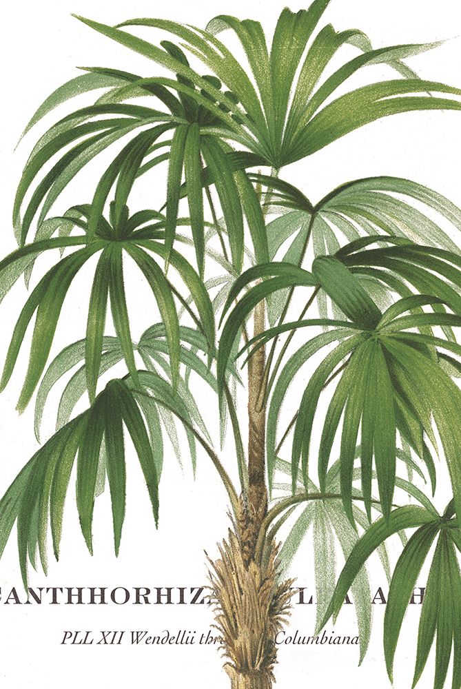 Riviera Palms II