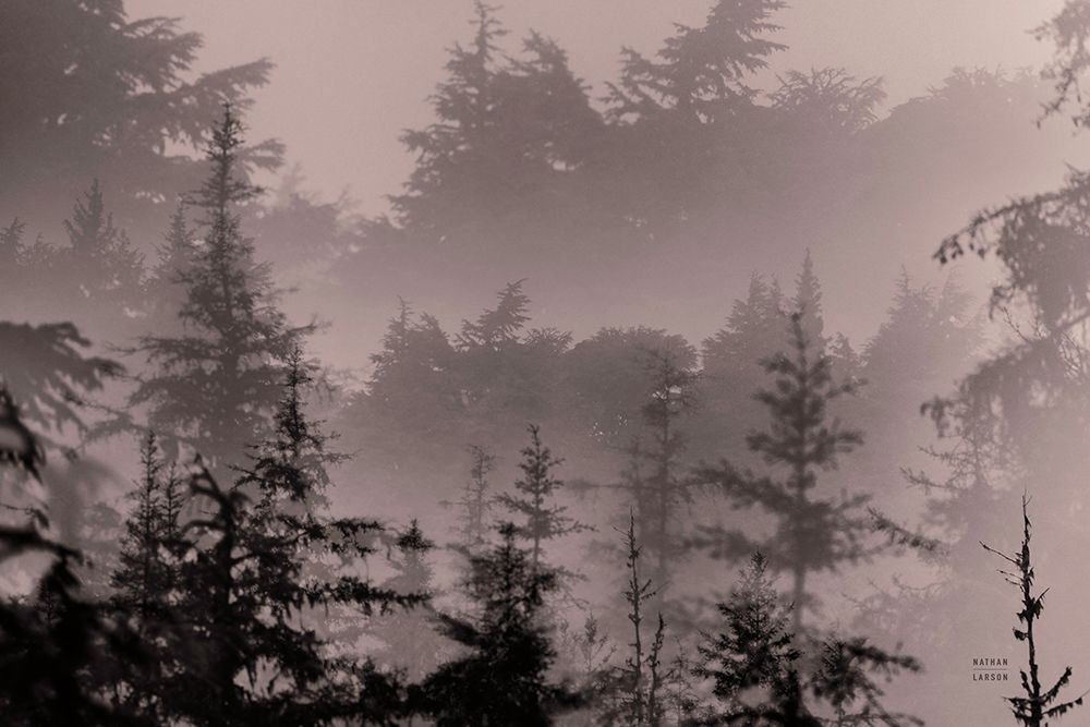 Mystery Wood II