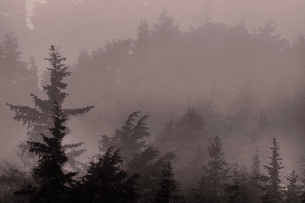 Mystery Wood III