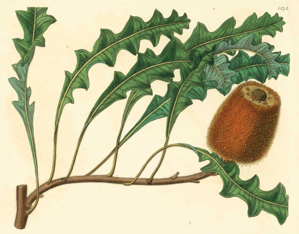 Palmetto I