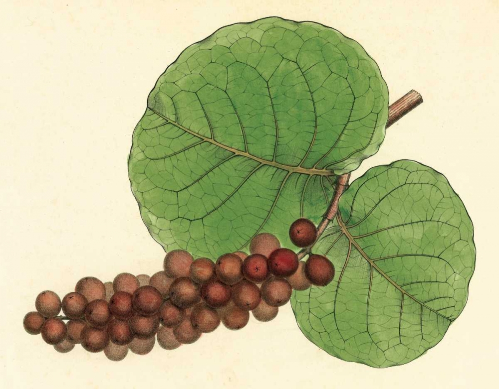 Palmetto II