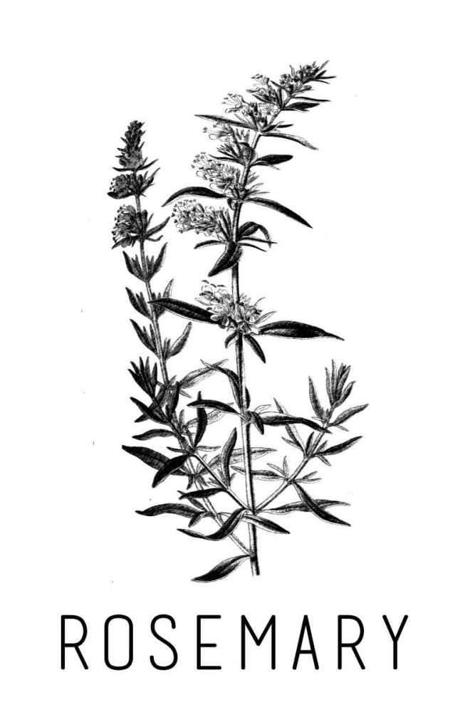 Rosemary