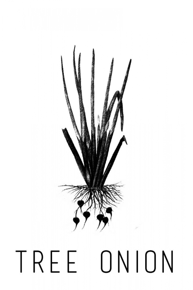 Tree Onion