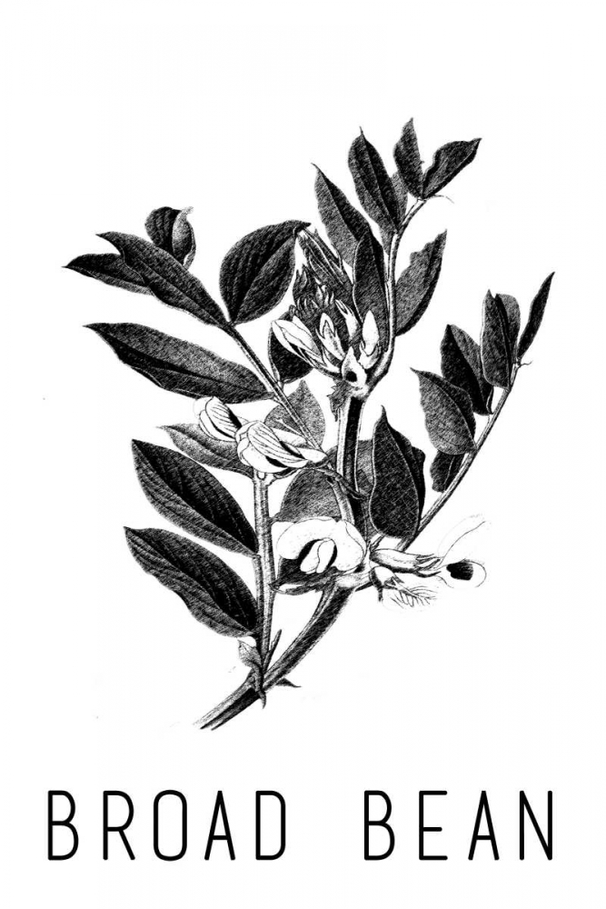 Broad Bean