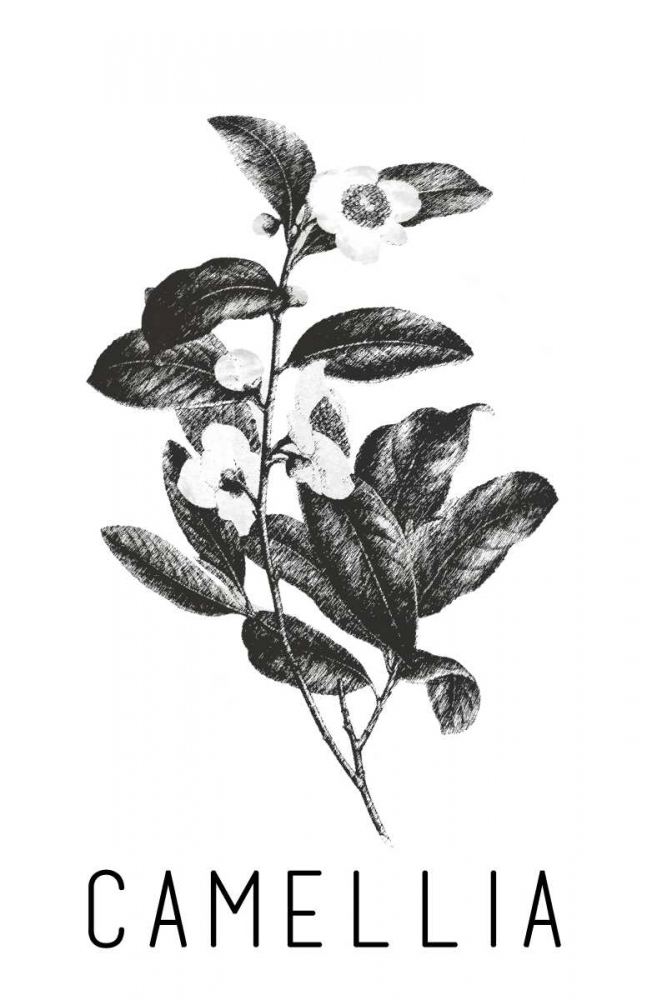 Camella