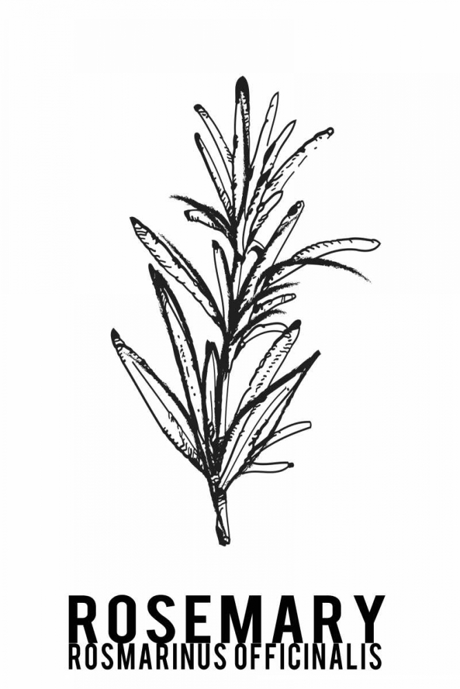 Rosemary herbs