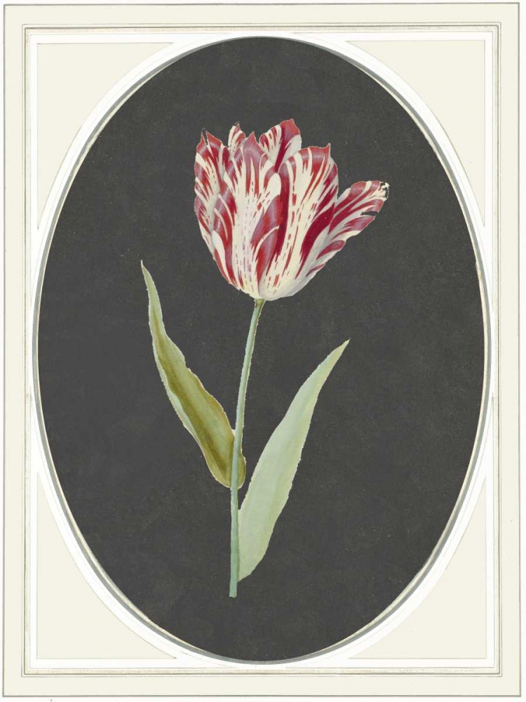 Kaiser Tulip