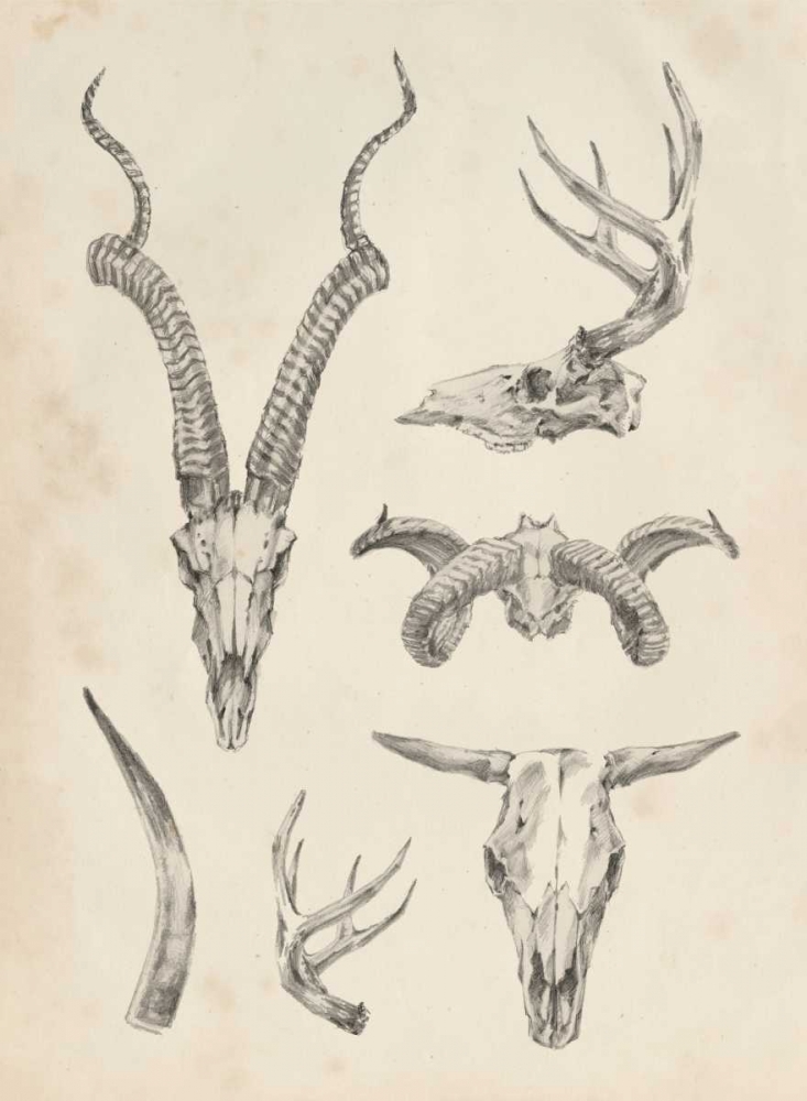 Skull and Antler Study I